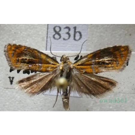 Olethreutes arcuella (Clerck, 1759) Czech83b